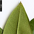 SpeciesSub: var. heliolepis